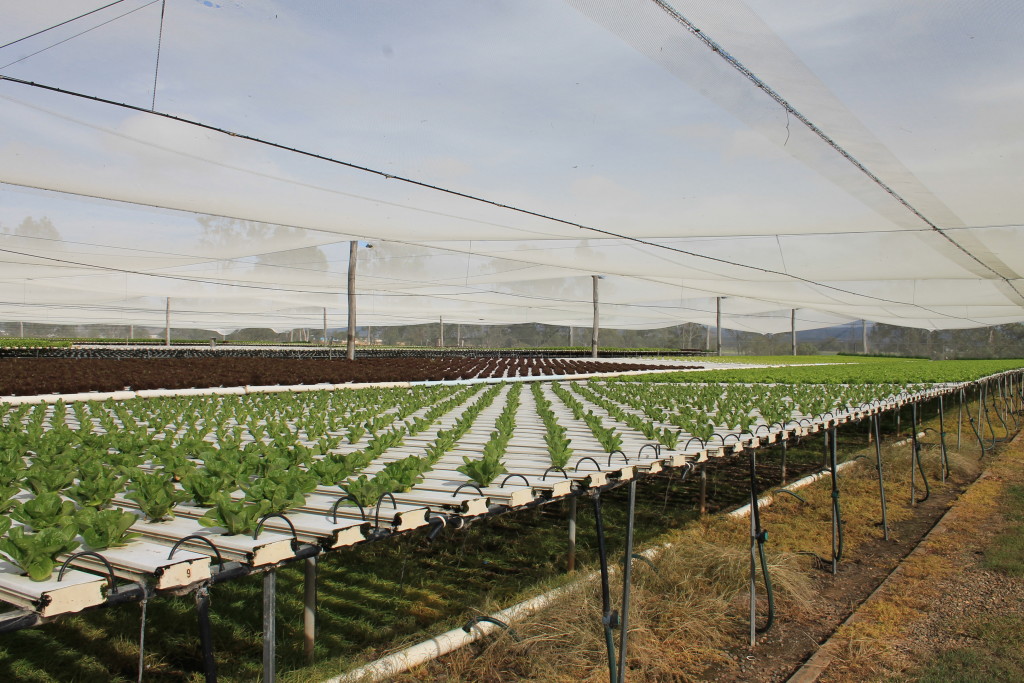 Hydroponic lettuce production at Gatton